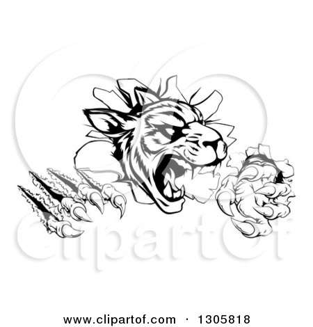 Clipart of a Black and White Vicious Tiger Mascot Slashing Through a Wall - Royalty Free Vector Illustration by AtStockIllustration
