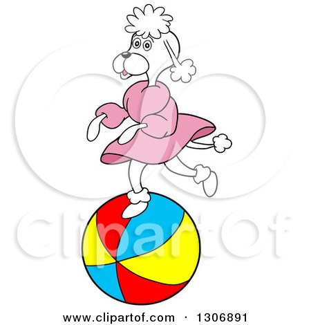 Clipart of a Cartoon White Poodle Wearing a Dress and Running on a Beach Ball - Royalty Free Vector Illustration by LaffToon