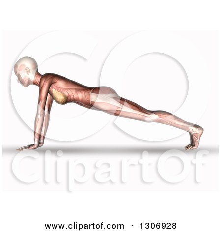 Clipart of a 3d Anatomical Woman with Visible Muscles, Doing Push Ups or in a Yoga Pose, on White - Royalty Free Illustration by KJ Pargeter