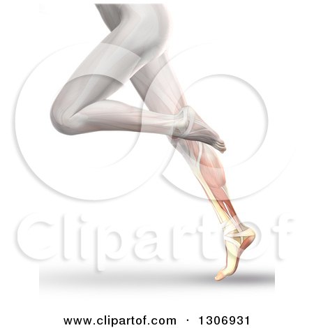 Clipart of a 3d Anatomical Running Woman's Legs, with Visible Calf Muscles and Bone, on White - Royalty Free Illustration by KJ Pargeter