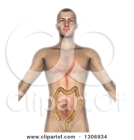 Clipart of a 3d Anatomical Man with Visible Colon, on White - Royalty Free Illustration by KJ Pargeter