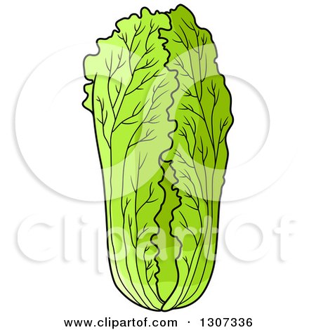 Clipart of a Cartoon Green Cabbage - Royalty Free Vector Illustration by Vector Tradition SM