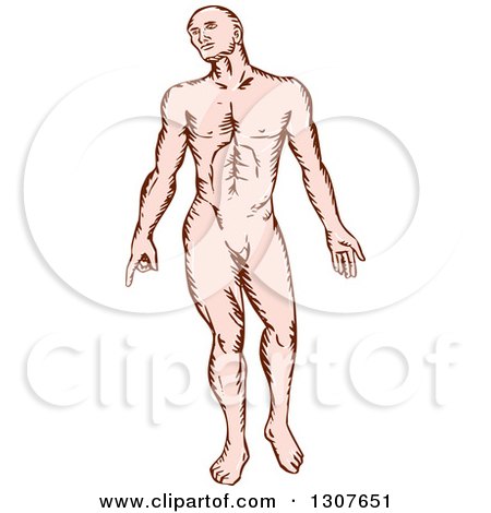 Clipart of a Sketched Nude Caucasian Man - Royalty Free Vector Illustration by patrimonio
