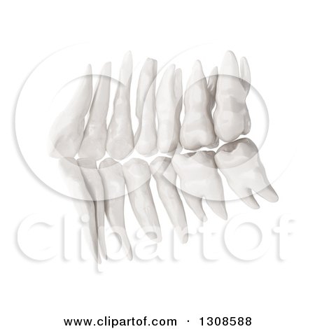 Clipart of 3d Human Teeth from the Inside on White - Royalty Free Illustration by Mopic