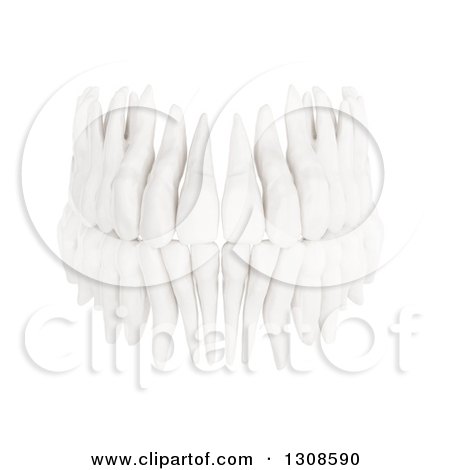Clipart of 3d Human Teeth from the Front on White - Royalty Free Illustration by Mopic