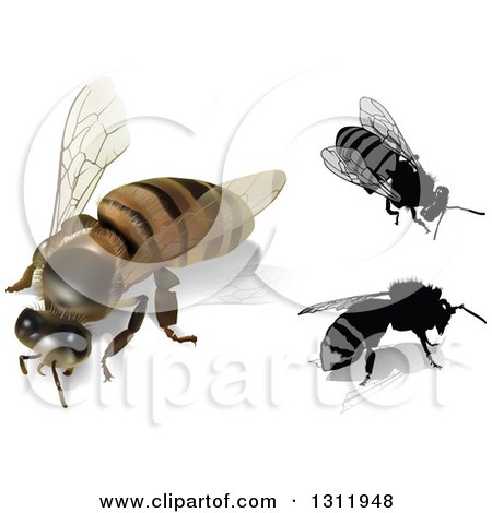 Clipart of 3d and Cartoon Honey Bees - Royalty Free Vector Illustration by dero