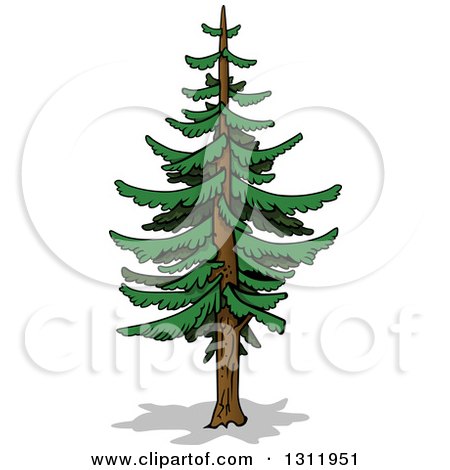 Clipart of a Cartoon Tall Evergreen Coniferous Tree - Royalty Free Vector Illustration by dero