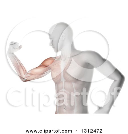 Clipart of a 3d Medical Anatomical Male Flexing His Biceps, with Visible Muscles, on White - Royalty Free Illustration by KJ Pargeter