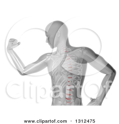 Clipart of a 3d Medical Anatomical Male Flexing His Biceps, with Visible Skeleton, on White - Royalty Free Illustration by KJ Pargeter