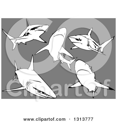 Clipart of Black Tip Sharks Swimming on Gray - Royalty Free Vector Illustration by dero