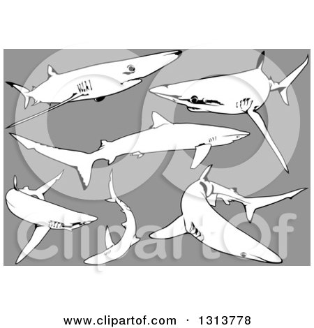 Clipart of Black and White Swimming Blue Sharks, on Gray - Royalty Free Vector Illustration by dero