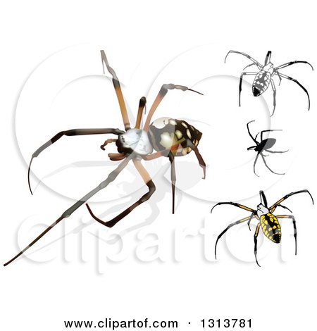 Clipart of 3d Argiope Spiders - Royalty Free Vector Illustration by dero