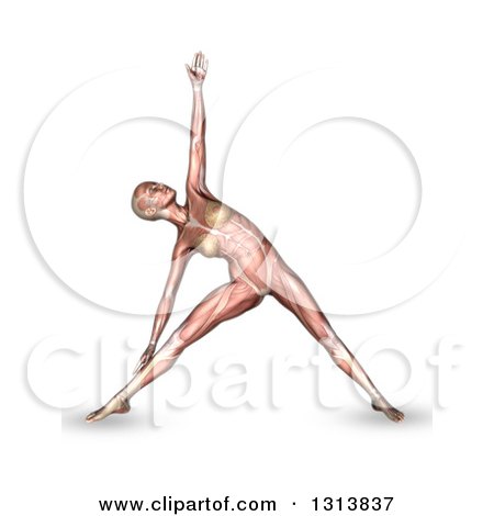 Clipart of a 3d Anatomical Woman Stretching in a Yoga Pose, with Visible Muscles, on White - Royalty Free Illustration by KJ Pargeter