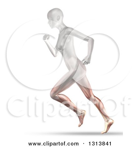 Clipart of a 3d Anatomical Woman Running, with Visible Leg Muscles, on White - Royalty Free Illustration by KJ Pargeter