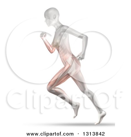 Clipart of a 3d Anatomical Woman Running, with Visible Muscles, on White - Royalty Free Illustration by KJ Pargeter