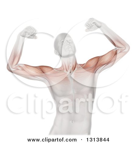 Clipart of a 3d Medical Anatomical Male Flexing Both of His Biceps, with Visible Muscles, on White - Royalty Free Illustration by KJ Pargeter