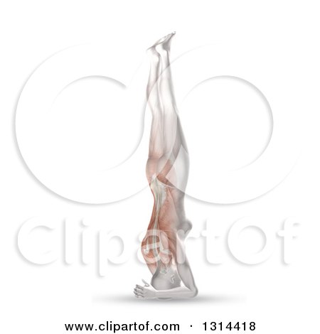 Clipart of a 3d Anatomical Woman in a Head Stand Yoga Pose, with Visible Muscles, on White - Royalty Free Illustration by KJ Pargeter