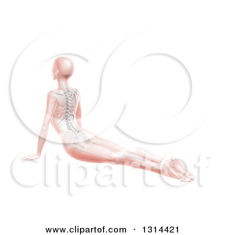 Clipart of a 3d Pink Anatomical Woman Stretching on the Floor in a Yoga Pose, with Visible Spine and Skeleton, on White - Royalty Free Illustration by KJ Pargeter