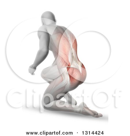 Clipart of a 3d Anatomical Man Kneeling on the Floor, with Visible Muscles, on White - Royalty Free Illustration by KJ Pargeter