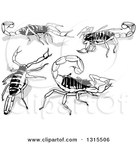 Clipart of Arizona Desert Hairy Scorpions and Shadows - Royalty Free Vector Illustration by dero