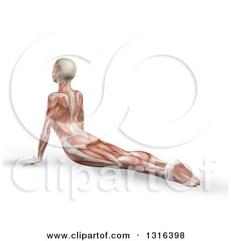 Clipart of a 3d Anatomical Woman Stretching on the Floor in a Yoga Pose, with Visible Muscle Map, on White - Royalty Free Illustration by KJ Pargeter