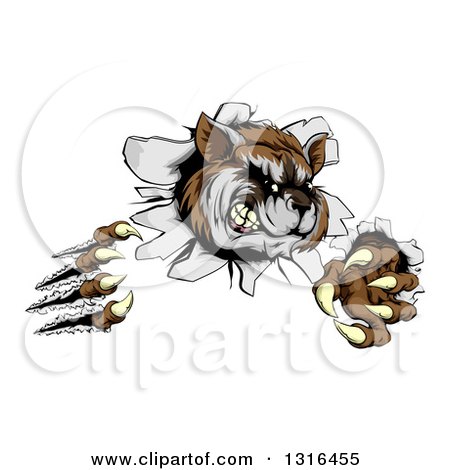Clipart of a Vicious Raccoon Monster Shredding Through a Wall - Royalty Free Vector Illustration by AtStockIllustration