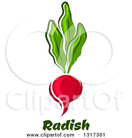 Clipart of a Cartoon Radish and Greens over Text - Royalty Free Vector Illustration by Vector Tradition SM