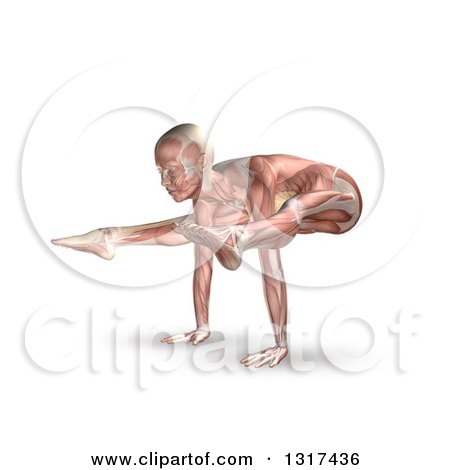 Clipart of a 3d Anatomical Woman in a Yoga Pose, with Visible Muscle Map, on White - Royalty Free Illustration by KJ Pargeter