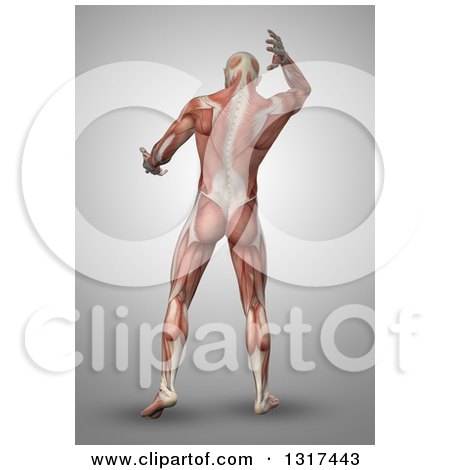 Clipart of a 3d Rear View of an Anatomical Man with Visible Muscles, on Gray - Royalty Free Illustration by KJ Pargeter