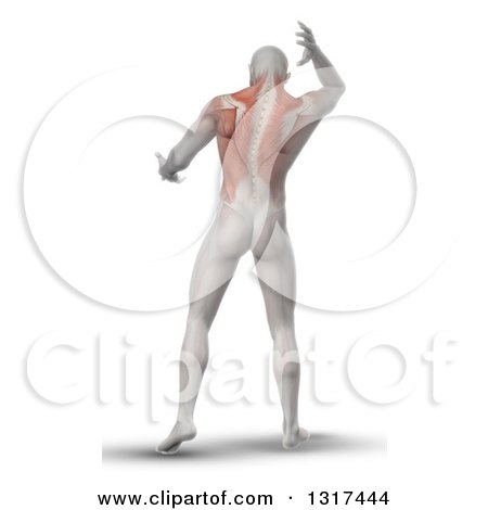 Clipart of a 3d Rear View of an Anatomical Man with Visible Upper Back Muscles, on White - Royalty Free Illustration by KJ Pargeter
