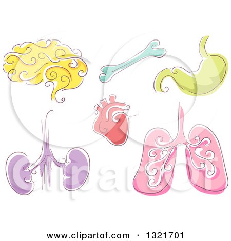 Clipart of Sketched Human Organs - Royalty Free Vector Illustration by BNP Design Studio