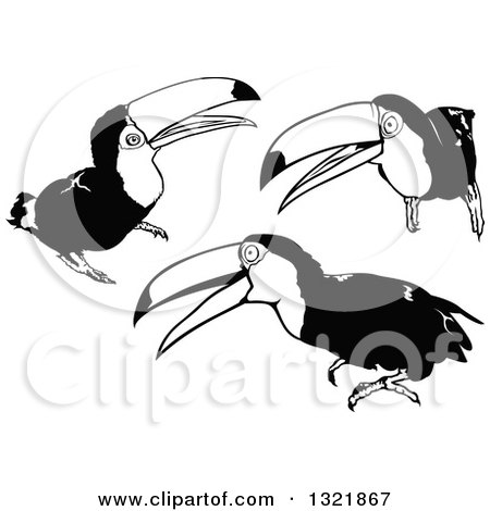 Clipart of Black and White Toucan Birds - Royalty Free Vector Illustration by dero