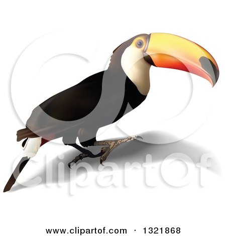 Clipart of a 3d Toucan Bird and Shadow - Royalty Free Vector Illustration by dero