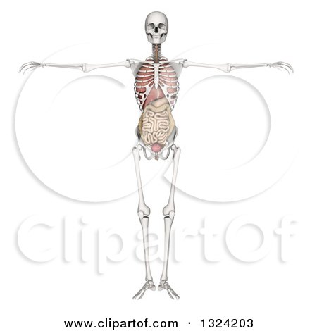 Clipart of a 3d Full Human Skeleton with Visible Organs, on White - Royalty Free Illustration by KJ Pargeter