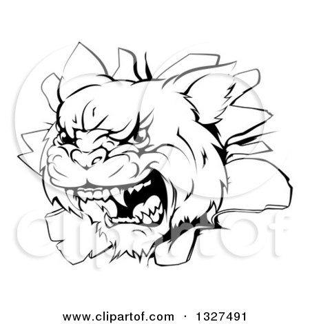 Clipart of a Black and White Mad Wildcat Mascot Head Breaking Through a Wall - Royalty Free Vector Illustration by AtStockIllustration