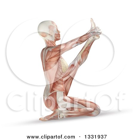Clipart of a 3d Anatomical Woman with Visible Muscles, Stretching in a Yoga Pose, on White - Royalty Free Illustration by KJ Pargeter