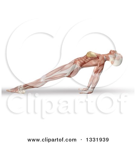 Clipart of a 3d Anatomical Woman Stretching in a Yoga Pose, Her Arms Under Her, with Visible Muscles, on White - Royalty Free Illustration by KJ Pargeter