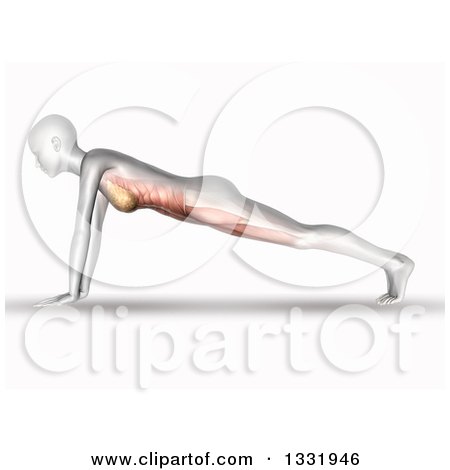 Clipart of a 3d Anatomical Woman Stretching in a Yoga Pose, or Doing Push Ups, with Visible Front Side Muscles, on White - Royalty Free Illustration by KJ Pargeter