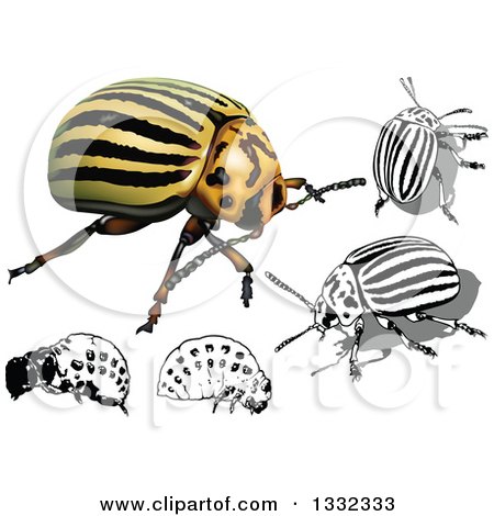 Clipart of 3d and Grayscale Colorado Potato Beetles and Larvae - Royalty Free Vector Illustration by dero
