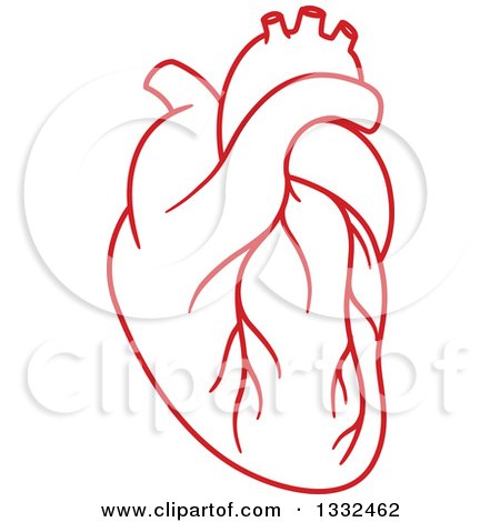 Clipart of a Red Human Heart 2 - Royalty Free Vector Illustration by Vector Tradition SM