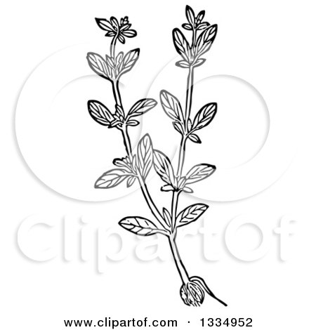 Clipart of a Black and White Woodcut Herbal Marjoram Plant - Royalty Free Vector Illustration by Picsburg