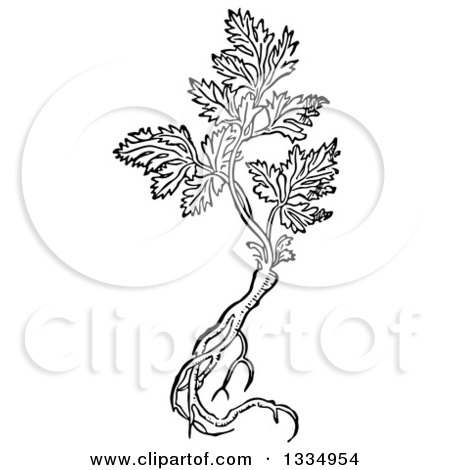 Clipart of a Black and White Woodcut Herbal Parsley Root and Plant - Royalty Free Vector Illustration by Picsburg