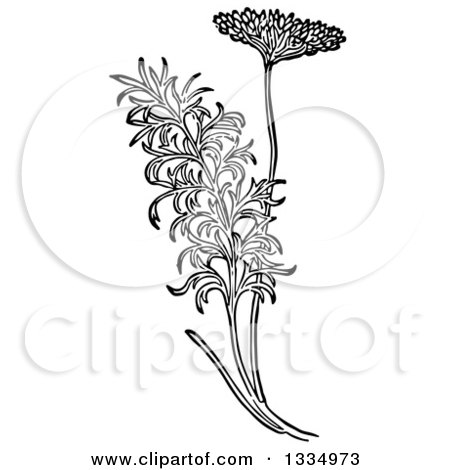Clipart of a Black and White Woodcut Herbal Fennel Plant - Royalty Free Vector Illustration by Picsburg
