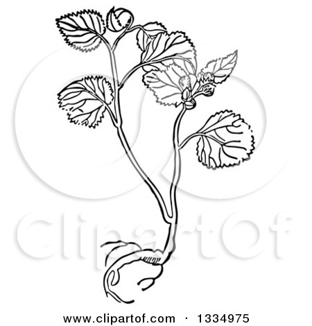 Clipart of a Black and White Woodcut Herbal Mallow Plant - Royalty Free Vector Illustration by Picsburg