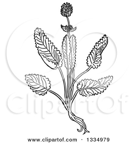 Clipart of a Black and White Woodcut Herbal Medicinal Betony Plant - Royalty Free Vector Illustration by Picsburg