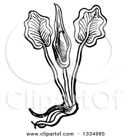Clipart of a Black and White Woodcut Herbal Medicinal Cuckoo Pint Plant - Royalty Free Vector Illustration by Picsburg