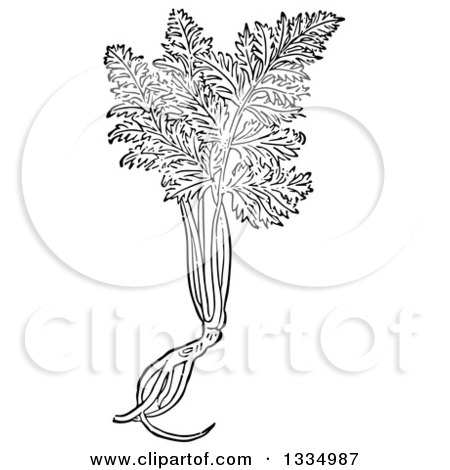 Clipart of a Black and White Woodcut Herbal Medicinal Poison Hemlock Plant - Royalty Free Vector Illustration by Picsburg