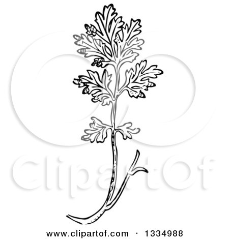 Clipart of a Black and White Woodcut Herbal Medicinal Feverfew Plant - Royalty Free Vector Illustration by Picsburg