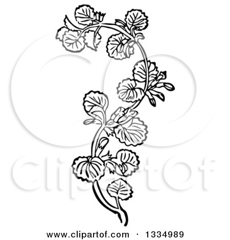 Clipart of a Black and White Woodcut Herbal Medicinal Ground Ivy Plant - Royalty Free Vector Illustration by Picsburg
