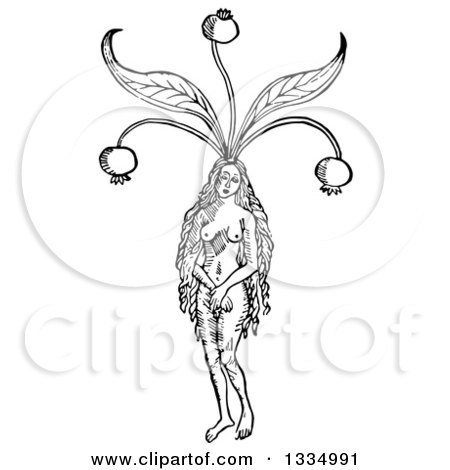 Clipart of a Black and White Woodcut Herbal Medicinal Mandrake Plant with a Nude Woman - Royalty Free Vector Illustration by Picsburg